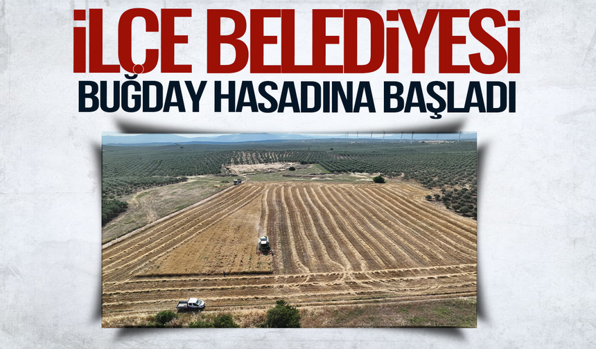 Akhisar Belediyesi'nden buğday hasadı