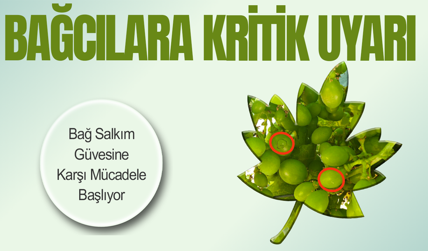 Külleme ve Mildiyöye Karşı Mücadelede Kritik Dönem