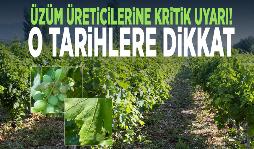 Üzüm üreticilerine kritik uyarı! O tarihlere dikkat