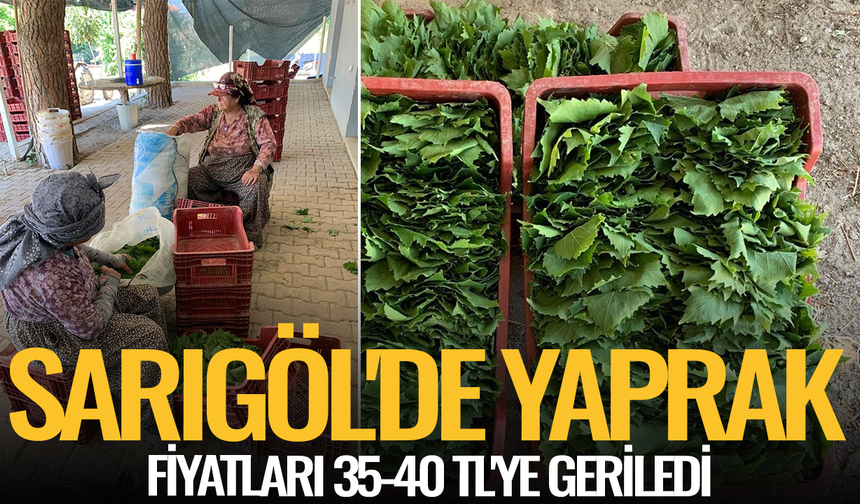 Sarıgöl'de yaprak fiyatları 35-40 TL'ye geriledi