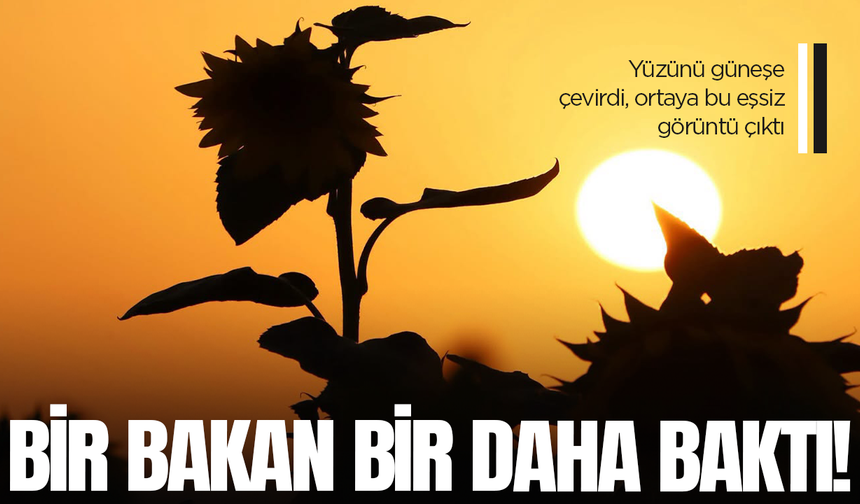 Güneşe dönen tarlalar Manisa'da görsel şölen oluşturdu
