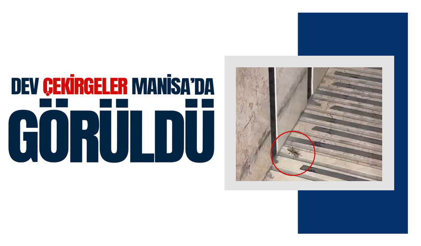 Balkanlar’dan gelen dev çekirgeler Manisa’da görüntülendi