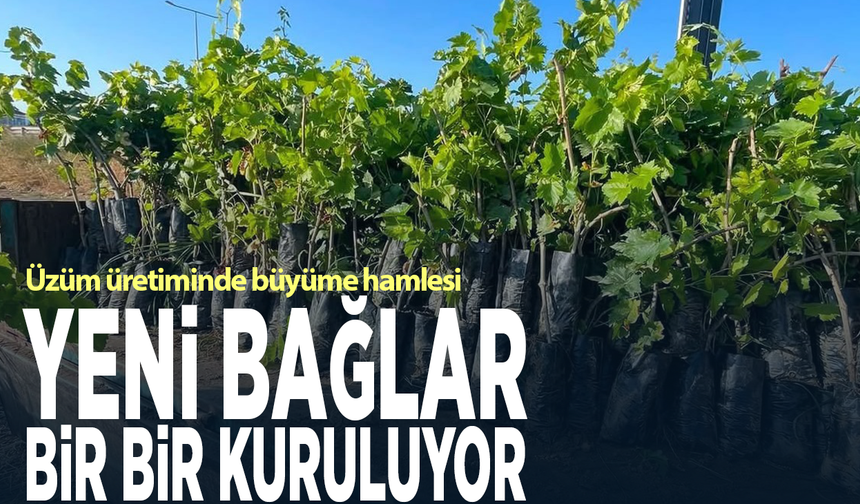 Üzüm üretiminde büyüme hamlesi...Yeni bağlar bir bir kuruluyor
