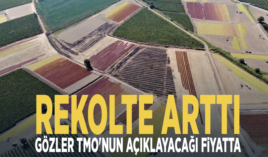 Rekolte arttı, gözler TMO'nun açıklayacağı fiyatta