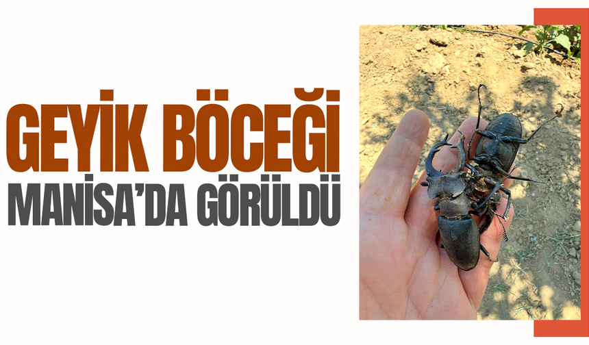 Geyik böceği Manisa'da görüldü