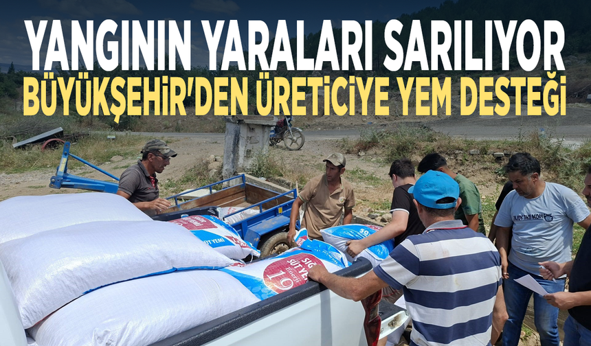 Yangının yaraları sarılıyor... Büyükşehir'den üreticiye yem desteği