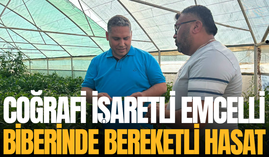 Coğrafi İşaretli Emcelli biberinde bereketli hasat