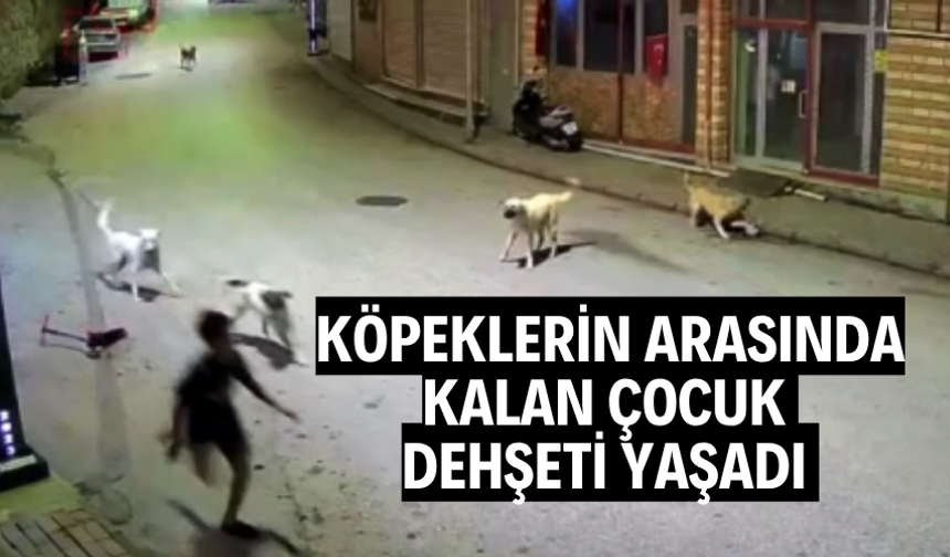 Köpeklerin arasında kalan çocuk dehşeti yaşadı