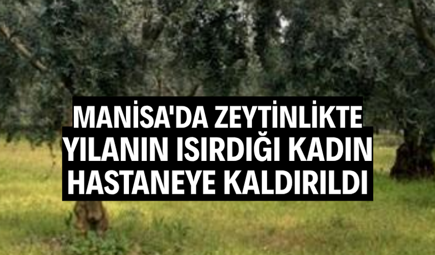 Manisa'da zeytinlikte yılanın ısırdığı kadın hastaneye kaldırıldı