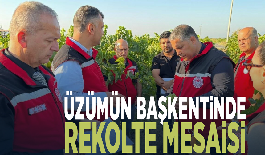 Üzümün başkentinde rekolte mesaisi