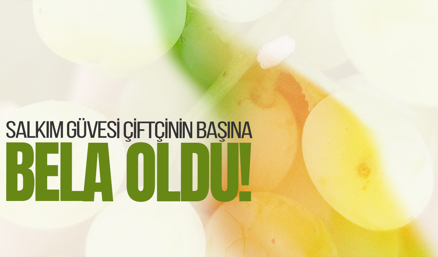 İlçe Tarım Müdürlüğü çiftçileri uyardı: İlaçlama yapın!
