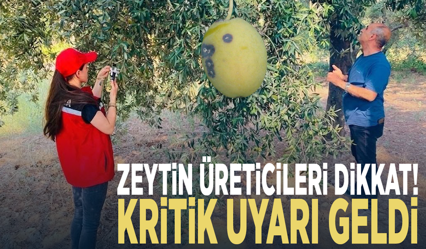 Zeytin üreticileri dikkat! Kritik uyarı geldi