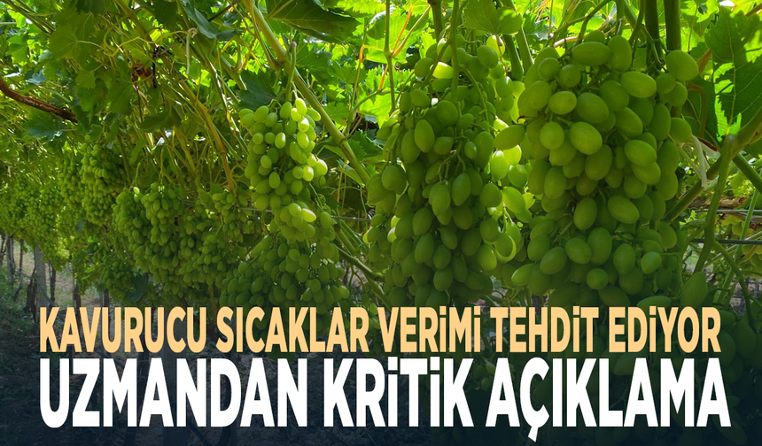 Kavurucu sıcaklar verimi tehdit ediyor... Uzmandan kritik açıklama