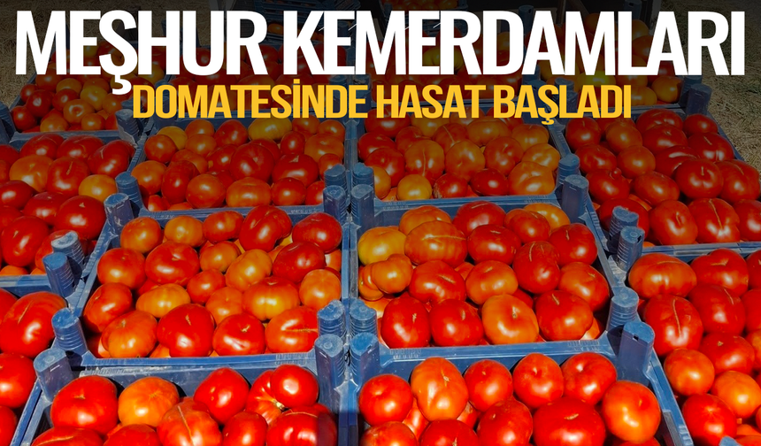 Meşhur Kemerdamları domatesinde hasat başladı