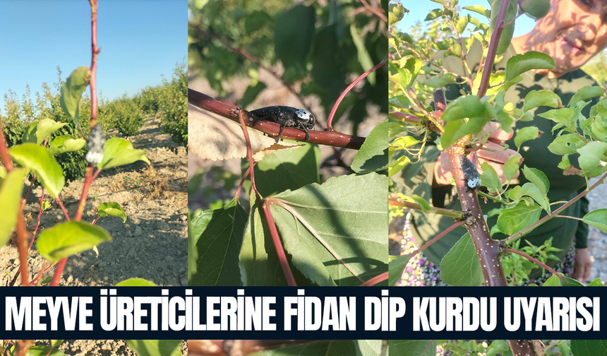 Meyve üreticilerine fidan dip kurdu uyarısı