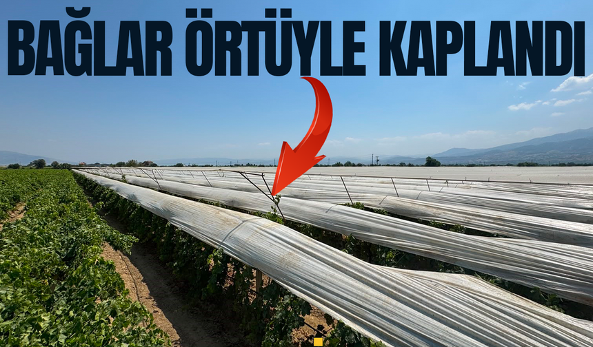 Manisa'da bağlar örtü altında