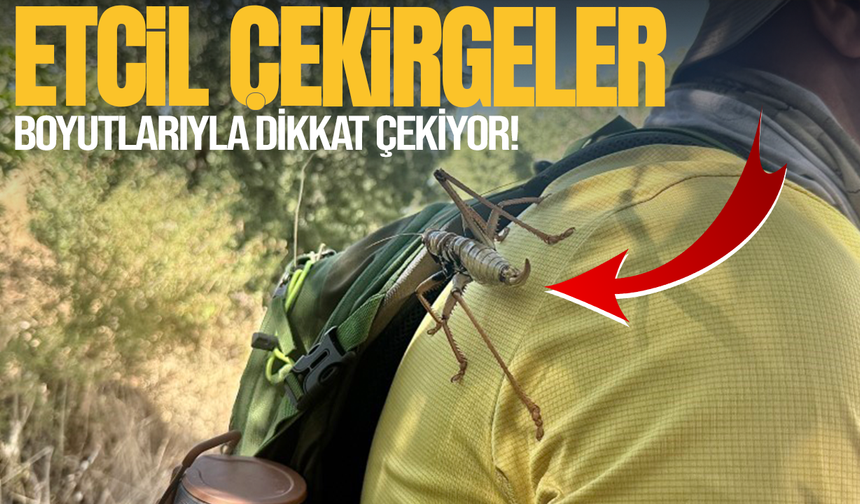 Boyutlarıyla dikkat çeken çekirgeler