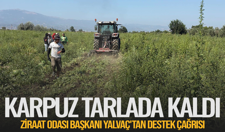 Karpuz tarlada kaldı! Ziraat Odası Başkanı Yalvaç'tan destek çağrısı