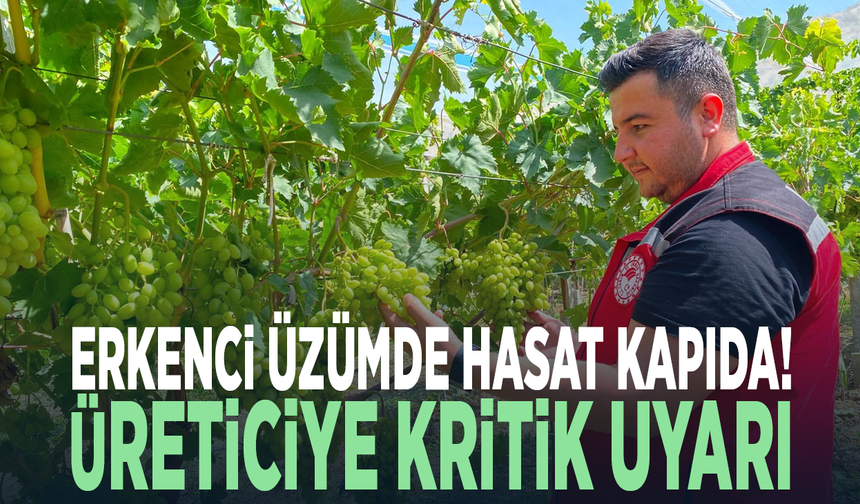 Erkenci üzümde hasat kapıda! Üreticiye kritik uyarı