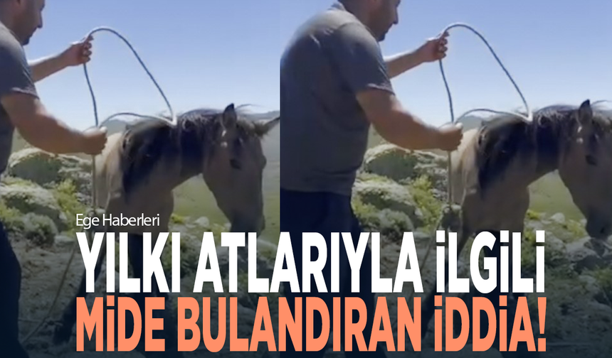 Yılkı atlarıyla ilgili mide bulandıran iddia!