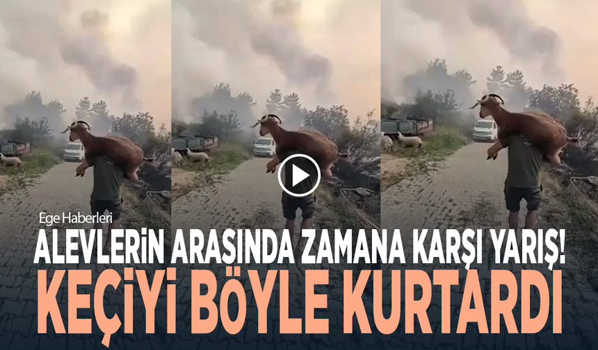 Alevlerin arasında zamana karşı yarış... Keçiyi böyle kurtardı