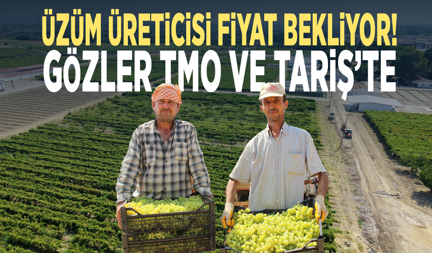 Üzüm üreticisi fiyat bekliyor! Gözler TMO ve TARİŞ’te