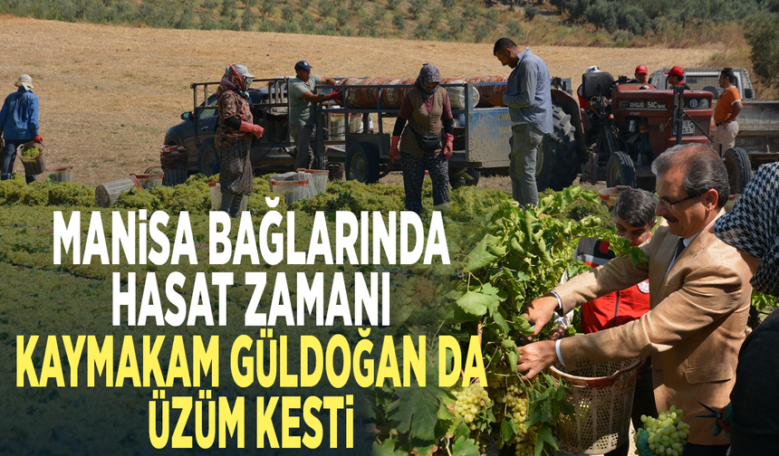 Manisa bağlarında hasat zamanı... Kaymakam Güldoğan da üzüm kesti