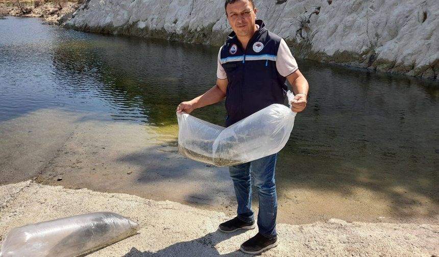 İlçe'de baraj ve göletlere 250 bin yavru sazan bırakıldı