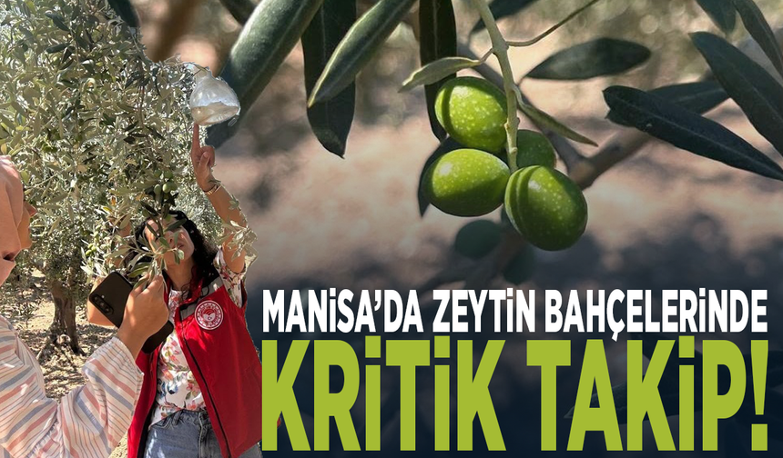Manisa’da zeytin bahçelerinde kritik takip!