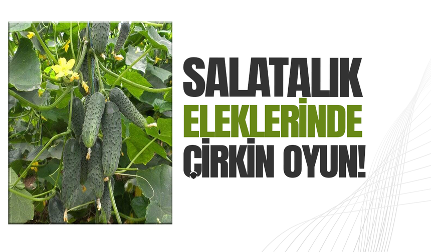 Manisa'da salatalık üreticilerinden elek ayarı tepkisi