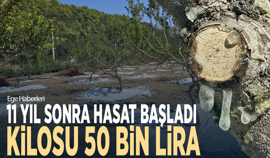 11 yıl sonra hasat başladı: Kilosu 50 bin lira
