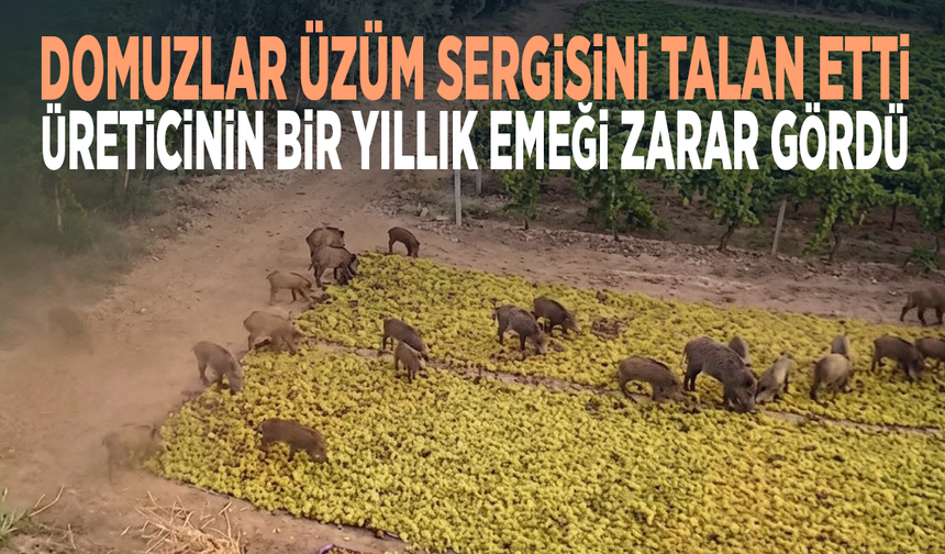 Domuzlar üzüm sergisini talan etti... Üreticinin bir yıllık emeği zarar gördü