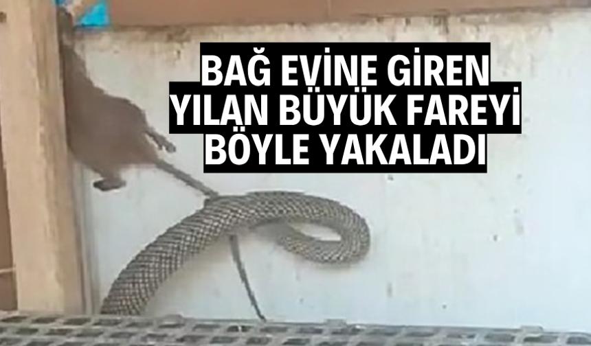Manisa'da bağ evine giren yılan büyük fareyi böyle yakaladı