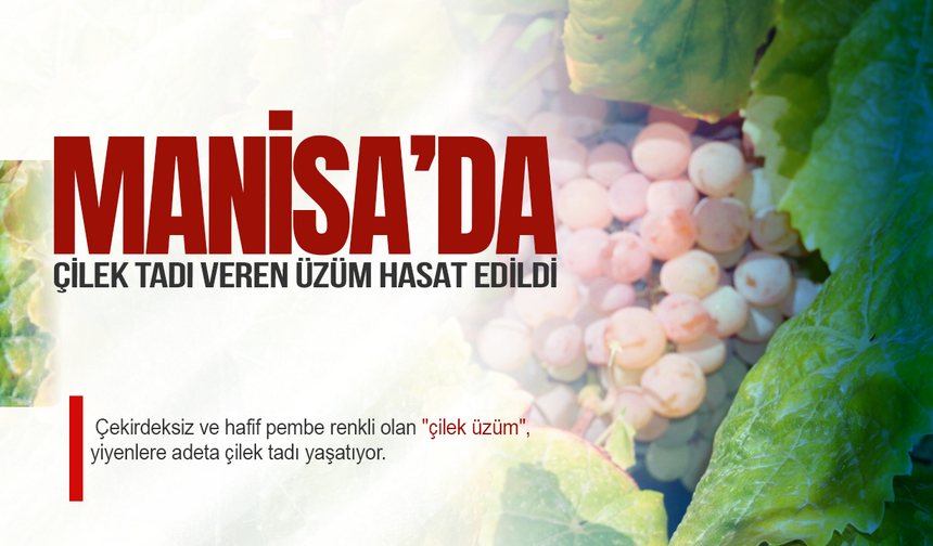 Manisa'da çilek tadı veren üzüm hasat edildi