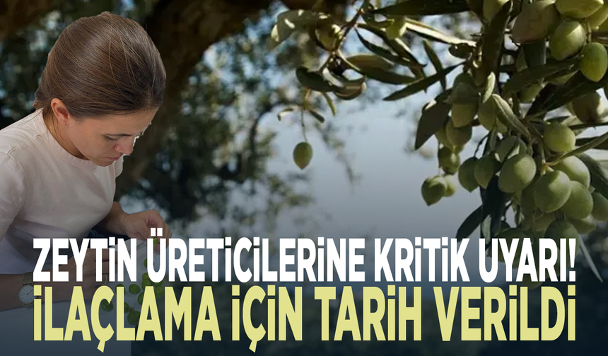 Zeytin üreticilerine kritik uyarı!  İlaçlama için tarih verildi
