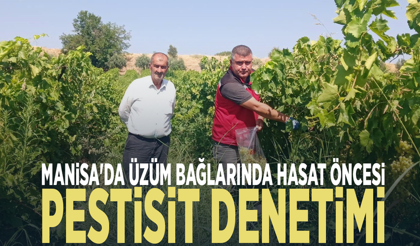 Manisa'da üzüm bağlarında hasat öncesi pestisit denetimi