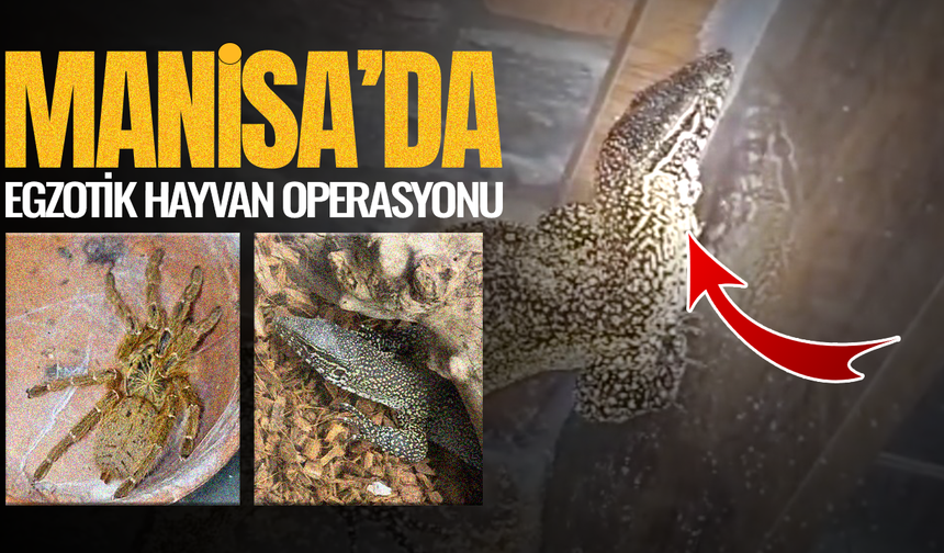 Manisa'da egzotik hayvan operasyonu
