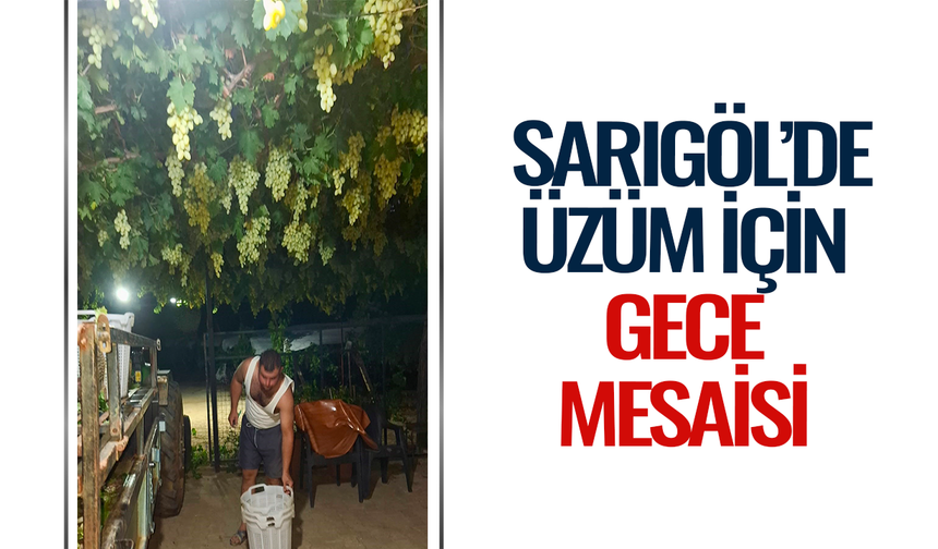 Sarıgöl’de üzümler gece gündüz demeden hazırlanıyor