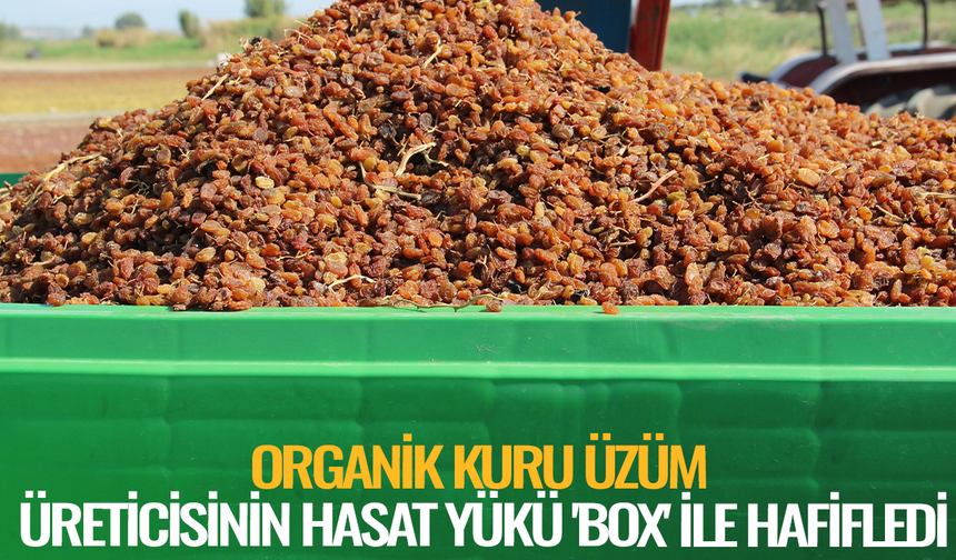 Organik kuru üzüm üreticisinin hasat yükü 'Box' ile hafifledi