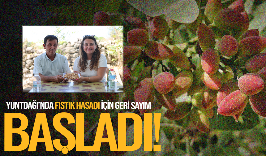 Yuntdağı’nda fıstık hasadı için geri sayım başladı