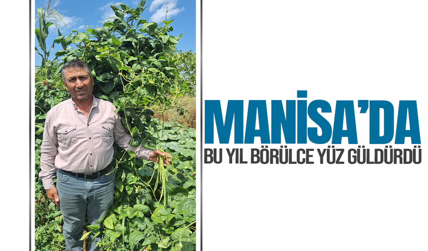 Manisa'da börülce üreticisinin yüzü gülüyor