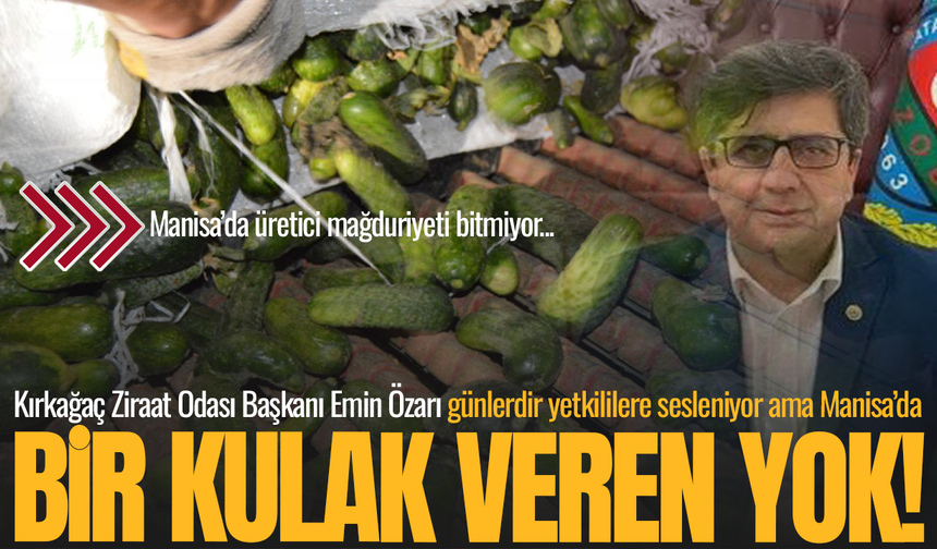 Manisa'da salatalık üreticileri çözüm bekliyor!