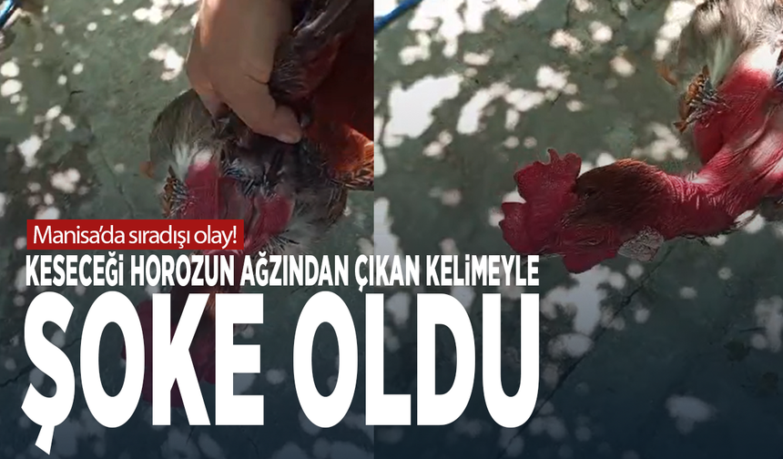Manisa’da sıradışı Olay: Keseceği Horozun Ağzından Çıkan Kelimeyle Şoke Oldu