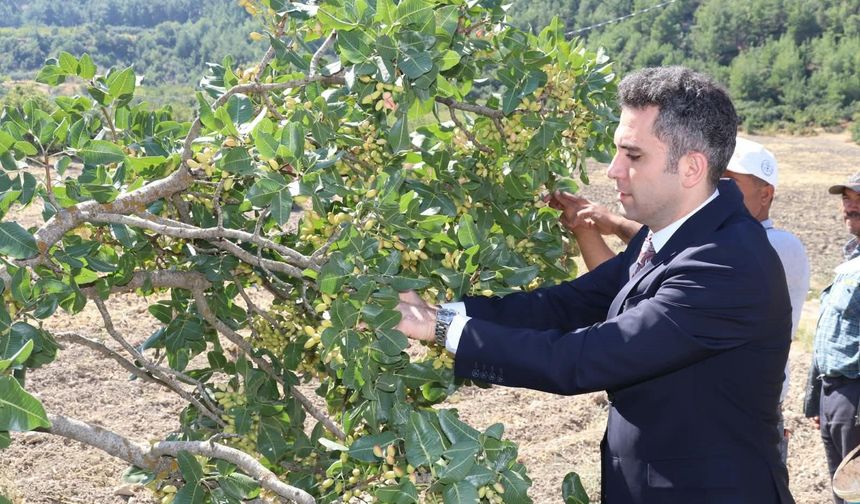 İlçenin 'Yeşil Altın'ın da hasat başladı