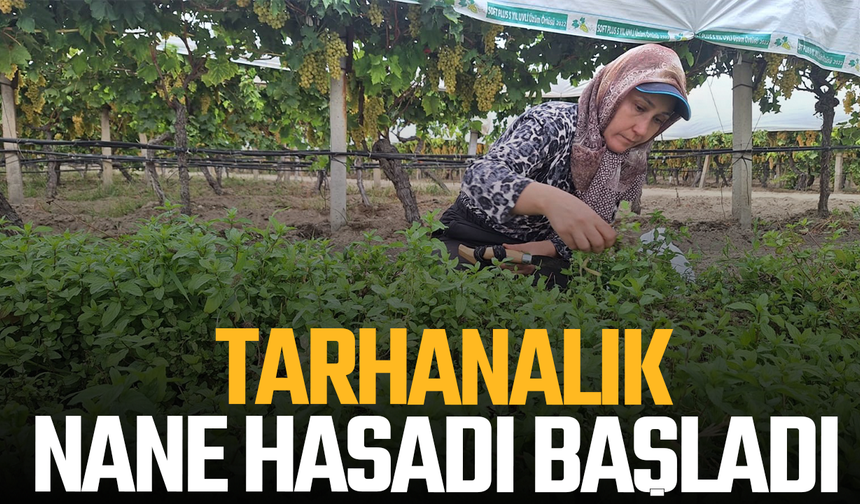 Sarıgöl’de tarhanalık nane hasadı başladı