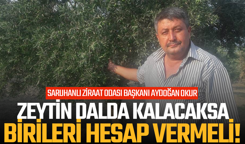 Saruhanlı Ziraat Odası Başkanı Aydoğan Okur: Zeytin dalda kalacaksa birileri hesap vermeli!