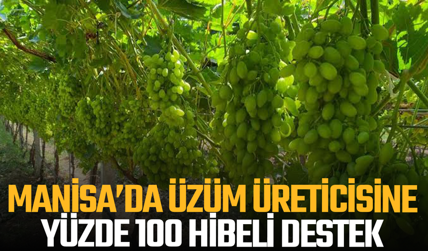 Manisa’da üzüm üreticisine yüzde 100 hibeli destek