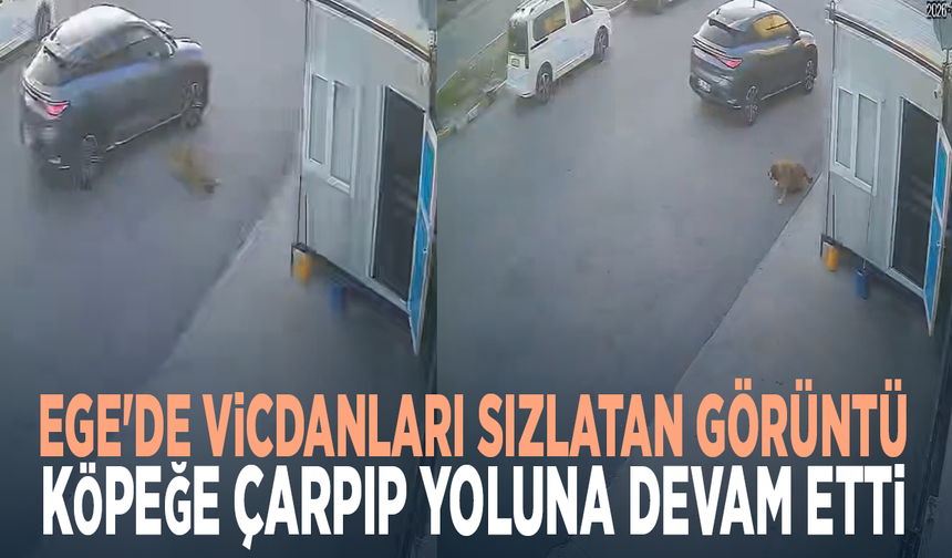 Ege'de vicdanları sızlatan görüntü... Köpeğe çarpıp yoluna devam etti
