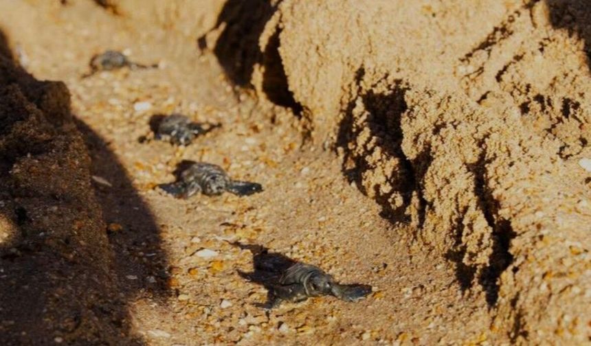 Caretta caretta yuvasından 82 yavru denize ulaştı