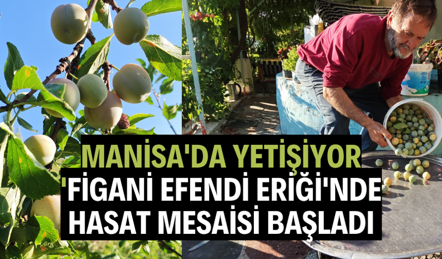 Manisa'da yetişiyor...  'Figani Efendi Eriği'nde hasat mesaisi başladı